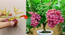 نحوه پرورش انگور در گلدان با کمک حبه‌های انگور