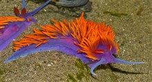 یکی از زیبای های خلقت لیسهٔ دریایی