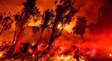 آتش سوزی در جنگل های فلوریدا