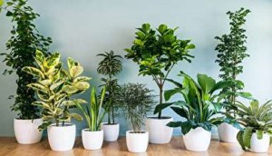 چه گیاهانی برای نگهداری داخل آپارتمان مناسب هستند؟