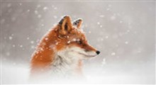 لحظه شکار برق‌آسای یک روباه در میان برف