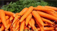 چرا هویج گران شد؟!