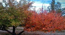 پاییز هزار رنگ در شهر مرزی عنبران