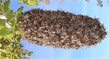 محافظت جالب زنبورهای عسل غولپیکر از کندو