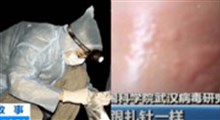 گاز گرفته شدن دست دانشمندان چینی توسط خفاش!
