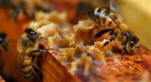 اتحاد زنبورهاى عسل چه بر سر زنبور زرد مهاجم میاره