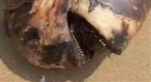 مشاهده لاشه یک گونه نهنگ در سواحل بندرعباس