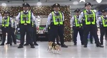 گربه های پلیس!