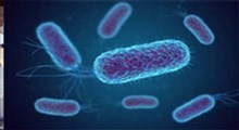 تا به حال اثر پنی‌سیلین روی باکتری‌ها را از نزدیک دیده بودید؟