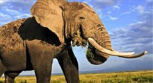 هنرنمایی فیل ۳۳ ساله برای جذب توریست