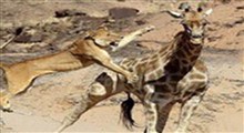 ویدئوی شکار زرافه توسط شیر قدرتمند