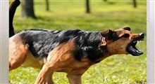 حمله سگ‌های ولگرد به یک گوزن