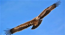 مراحل درمان چابک‌ترین، نادرترین و زیباترین عقاب بومی ایران