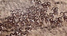 قوچ‌های اوریال در پارک ملی گلستان