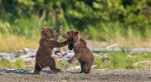 لحظاتی بسیار زیبا و دل‌نشین از بازی‌گوشی سه توله خرس قهوه‌ای در البرز مرکزی