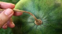 دوچرخه‌سواری با هندوانه‌ای ۴۰ کیلویی روی سر!