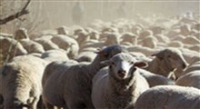 استفاده جالب از هوش مصنوعی؛ شمارش گوسفندان!