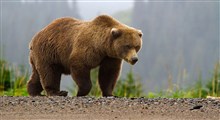 رویارویی فیلمبردار و یک خرس قهوه‌ای بزرگ در جنگل‌های نوشهر