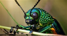 ترفندهای حشرات برای استتار خود در طبیعت