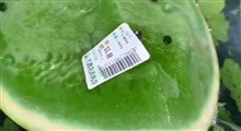 ابتکار چینی‌هادر تولید هندوانه سبز!
