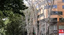 قتل سریالی درختان ۱۰۰ ساله