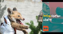 مشکل مهاجرت روباه‌ها به تهران