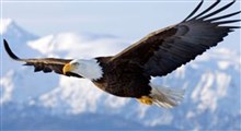 پرواز عقاب از نمایی زیبا و متفاوت