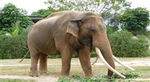 حرکت نمایشی با فیل