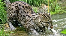 تشخیص حرکات ماهی در عمق کم آب توسط گربه ماهی گیر