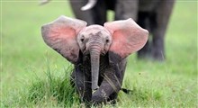 تولد نخستین فیل در ایران