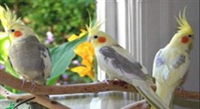 6003-7؛ BIRD, COCKATIEL- صدای عروس هلندی