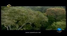 شگفتی های خلقت - در اعماق جنگلها