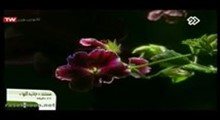 جاذبه گل ها - این برنامه گل پلارگونیوم