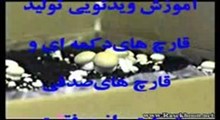 پرورش قارچ دکمه ای / قسمت 1