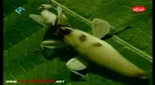 مستند حشرات 1 _ بخش سوم