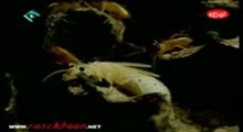 مستند حشرات 1 _ بخش دوم