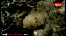 مستند حشرات 2 _ قطعه ششم