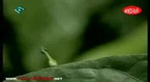 مستند حشرات 2 _ قطعه چهارم