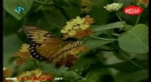 مستند حشرات 2 _ قطعه سوم