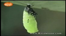 مستند پروانه ها _ سفر از تايوان تا ژاپن