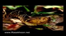 مستند زیبایی مارها