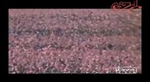 فریب اوباما