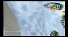 حس برتر - اسکلت