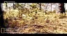 مستند حیات وحش (مار پشت الماسی شرقی)