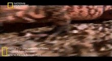 مستند حیات وحش (گاز بگیرو فرار کن-هیولای هیلا)