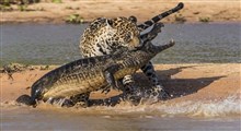 حمله جالب و وحشتناک جگوار به تمساح