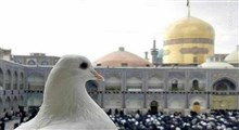 کبوترهای حرم امام رضا(ع)/ استوری
