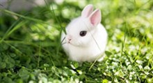 داستان کودکانه | خرگوش دانا