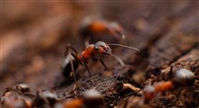 ویدئو بی‌نظیره از تقابل مورچه ها و موریانه ها