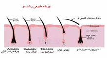 برنامه لذت دانایی/ مو چگونه رشد میکند؟